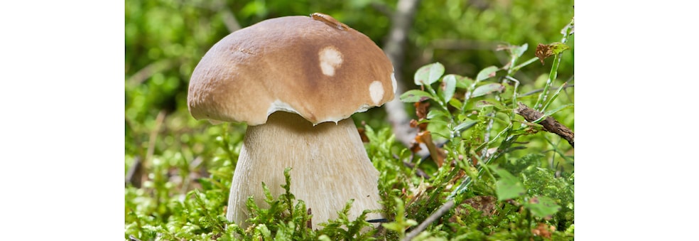 Haustetur / Harvest trip